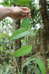 Passiflora brevifila image
