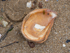 Ostrea angasi
