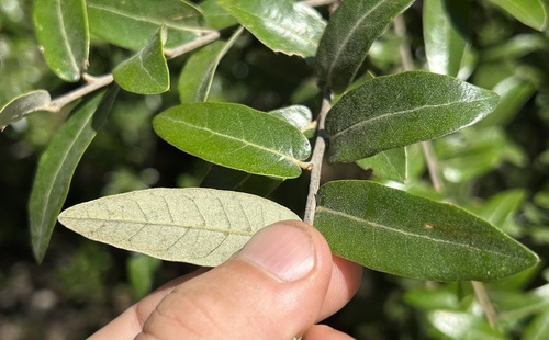 Quercus durifolia
