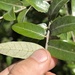 Quercus durifolia - Photo (c) Eric Hough, some rights reserved (CC BY-NC), uploaded by Eric Hough