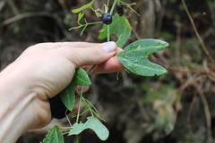 Image of Passiflora gilbertiana