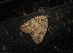 Tolpia conscitulana