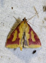 Ostrinia palustralis
