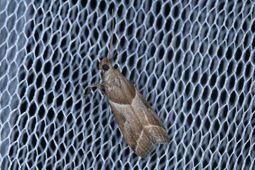 Nyctegretis lineana