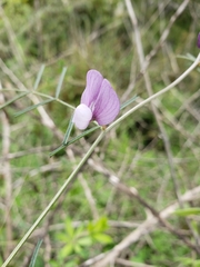 Vicia peregrina
