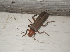 Pacificanthia consors