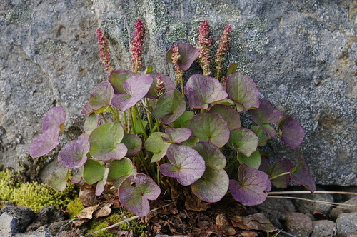 Oxyria digyna iNat (3)
