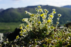 Potentilla villosa