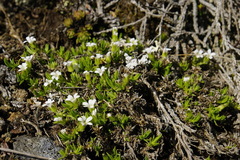 Cherleria biflora