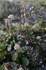 Micranthes porsildiana