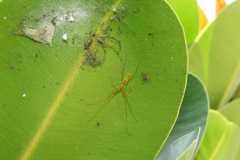 Tetragnatha squamata