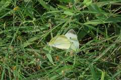 Pieris rapae crucivora