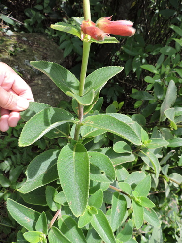 Sinningia warmingii