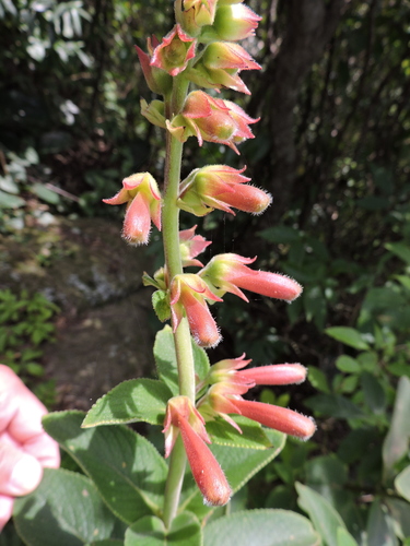Sinningia warmingii