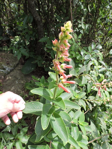 Sinningia warmingii