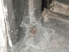 Agelenidae
