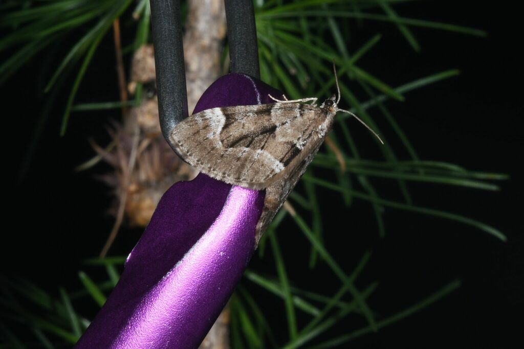Lobophorodes sabinata