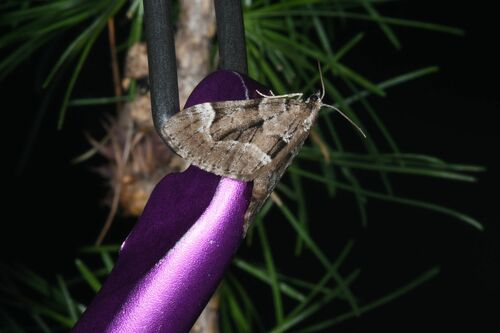 Lobophorodes sabinata