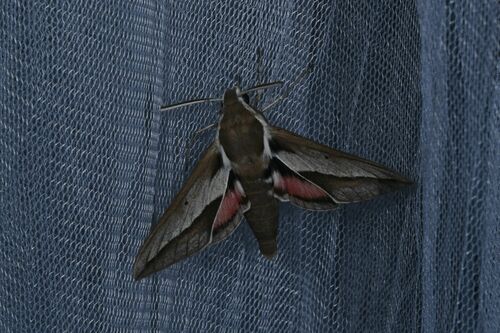 Hyles hippophaes