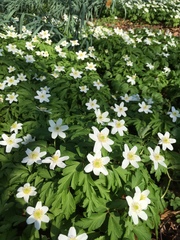 Anemonoides nemorosa