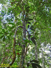 Claderia viridiflora