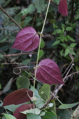 Image of Passiflora hahnii