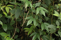 Image of Passiflora choconiana