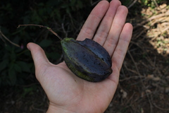 Passiflora pterocarpa image