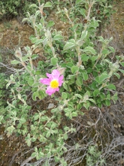 Cistus creticus