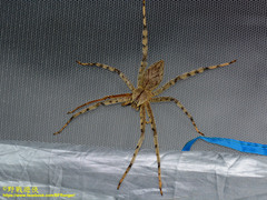 Heteropoda boiei