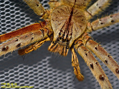 Heteropoda boiei