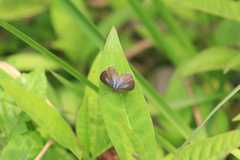 Jamides bochus formosanus