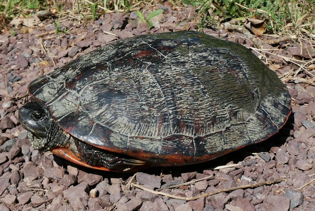 Northern Red-bellied Cooter in October 2023 by K.C. Bergdoll · iNaturalist