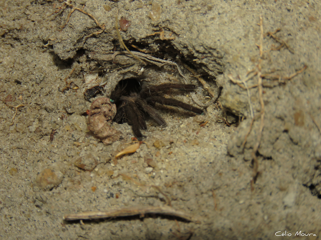 Exilis Bronze Tarantula from Pacatuba, State of Ceará, 61800-000 ...