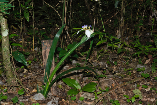 Trimezia candida