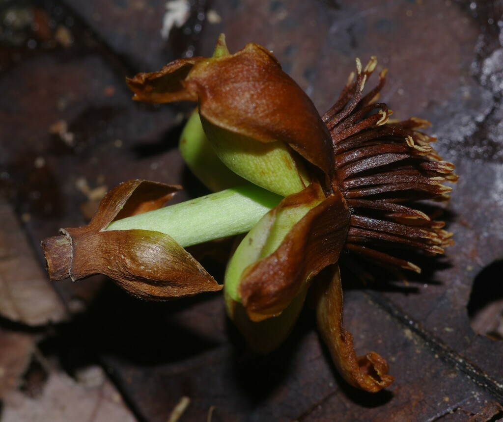 Tovomita maxima
