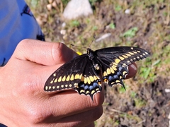 Papilio polyxenes image