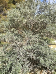 Olea europaea