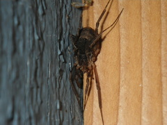 Protolophus singularis