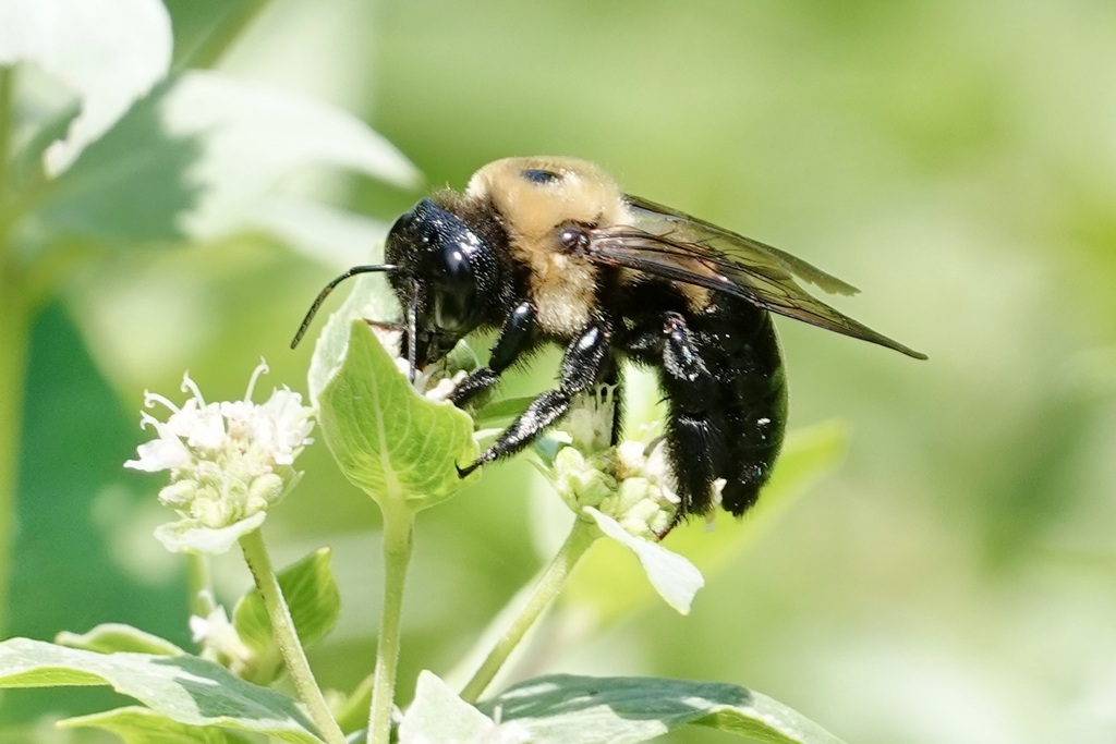 Virginia Carpenter Bee from Hanover County, VA, USA on July 12, 2023 at ...