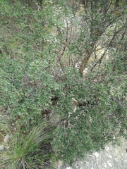 Rhamnus alaternus