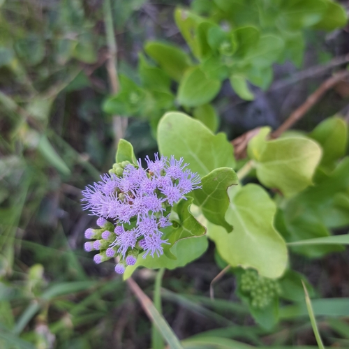 Chromolaena integrifolia