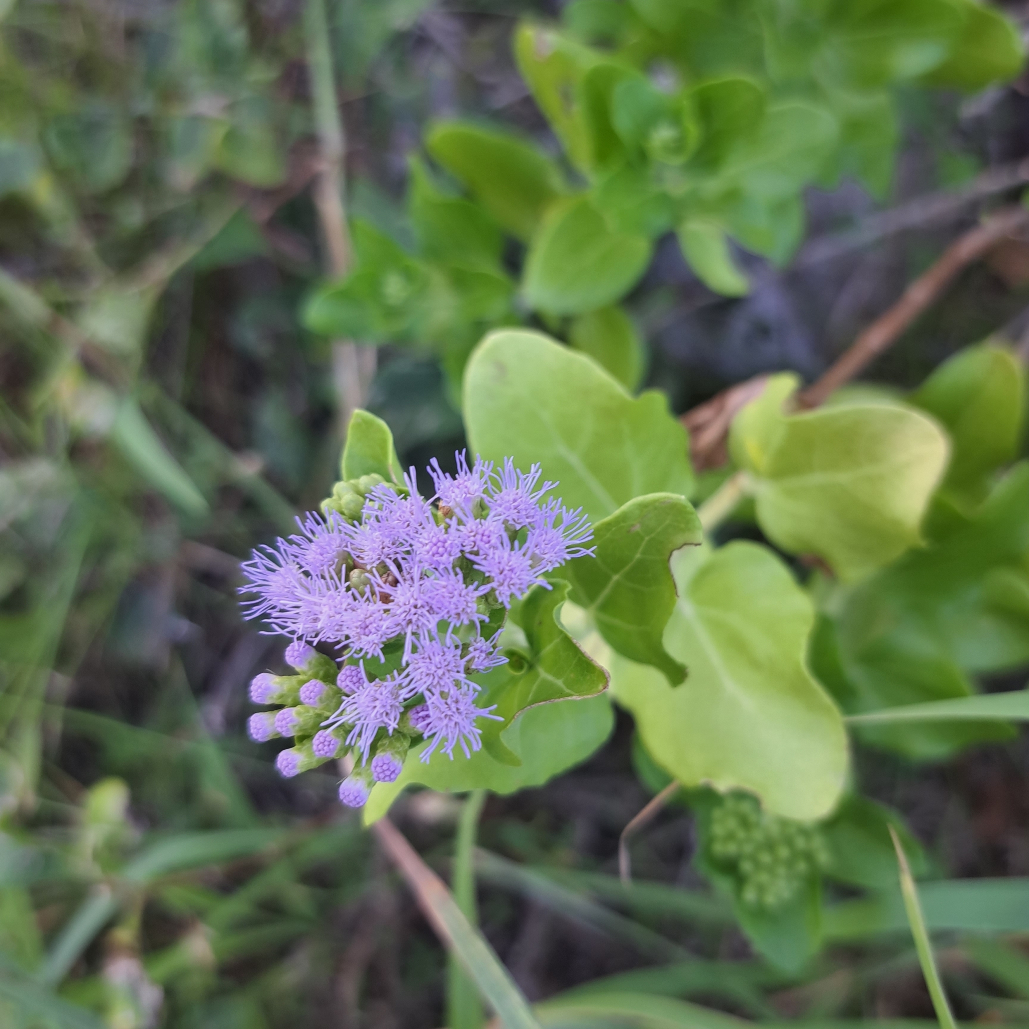 Chromolaena integrifolia