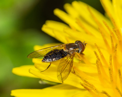 Toxomerus vertebratus