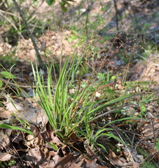 Luzula acuminata carolinae