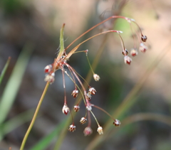 Luzula acuminata carolinae