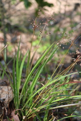 Luzula acuminata carolinae