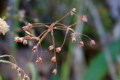 Luzula acuminata carolinae