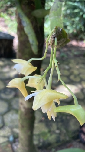 Dendrobium platygastrium observed 2023-11-21