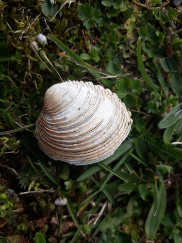 Venus verrucosa